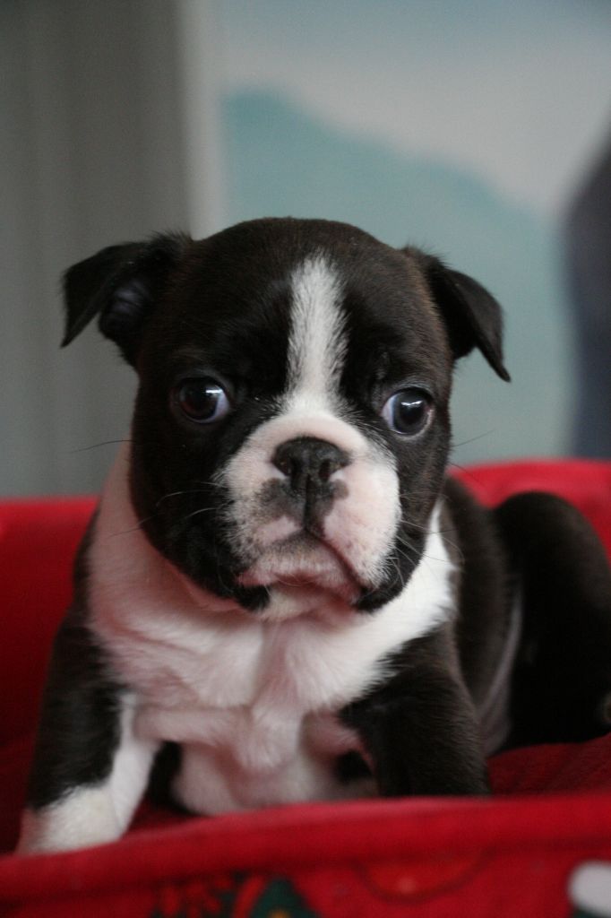 chiot Boston Terrier Émilie Minet