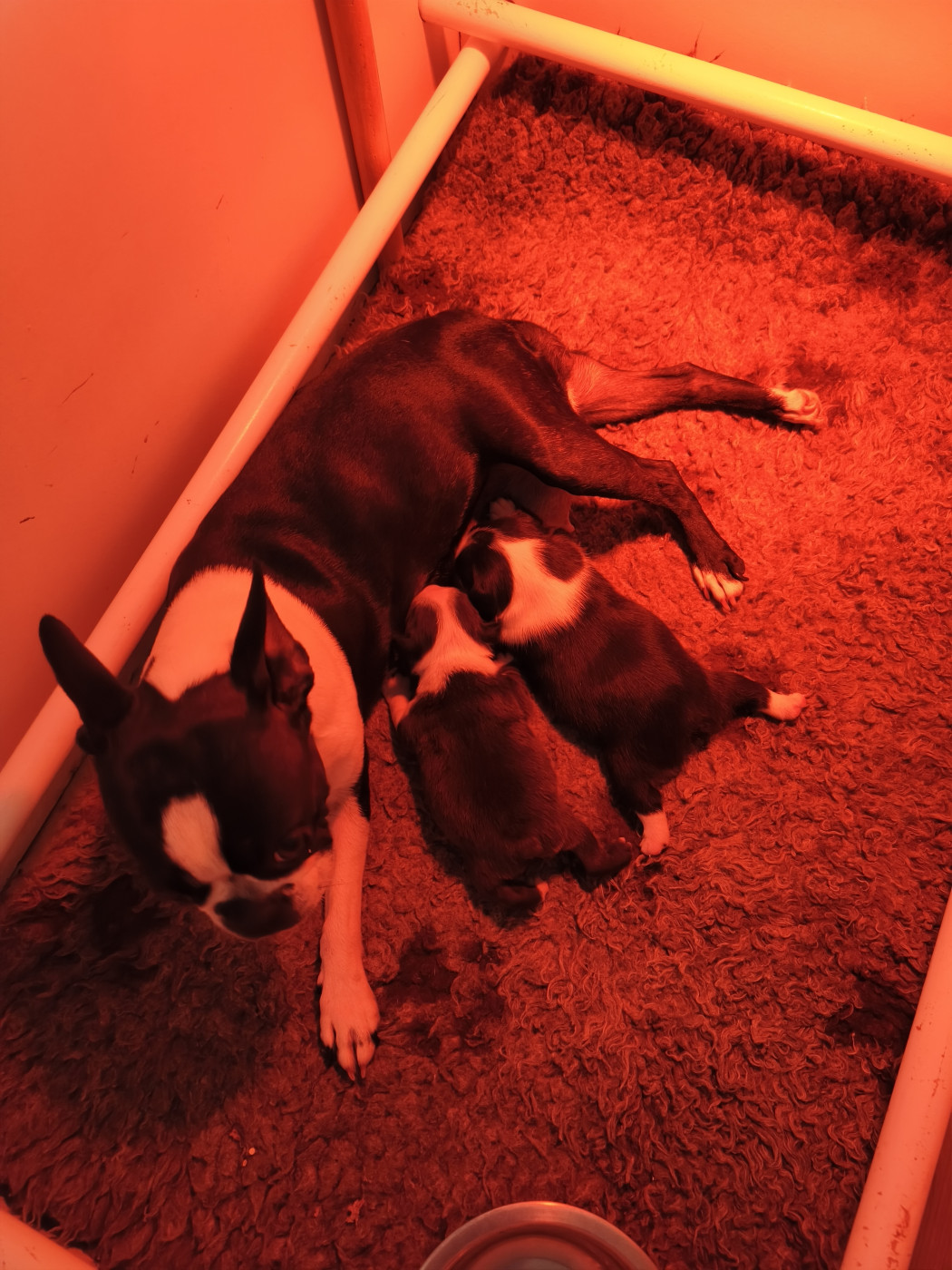 Chiot Boston Terrier Émilie Minet
