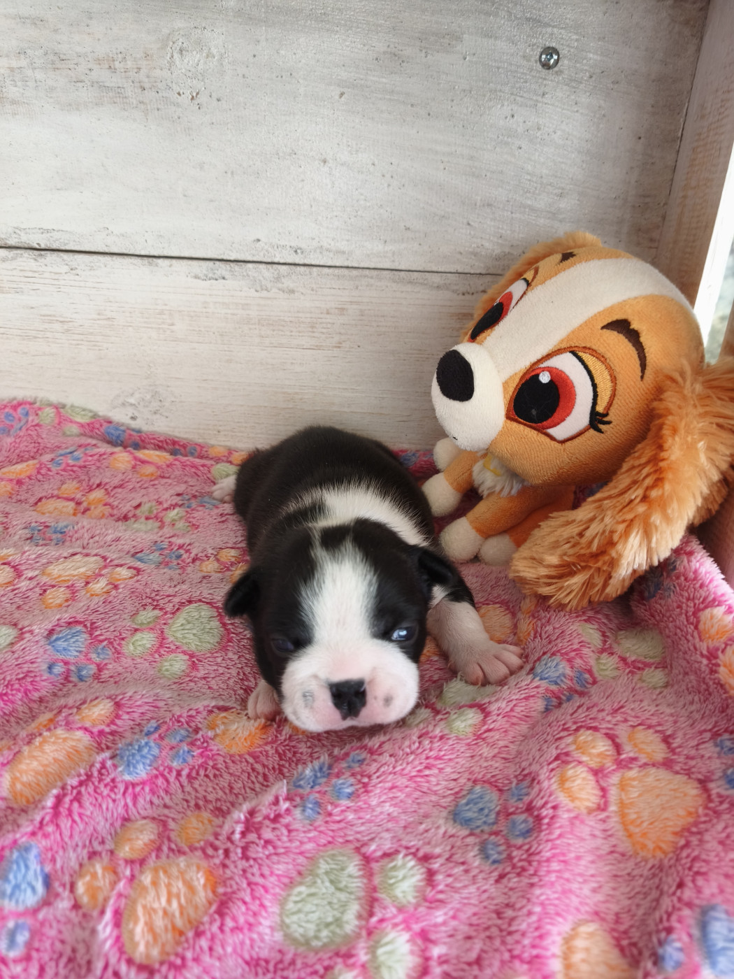 Émilie Minet - Chiots disponibles - Boston Terrier