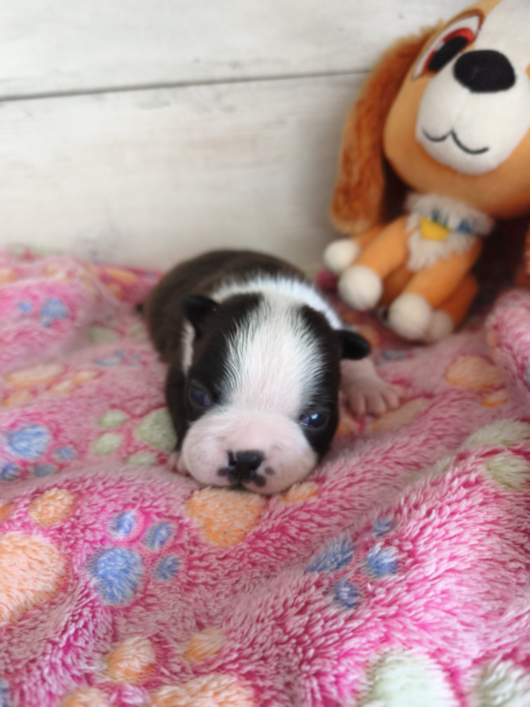 Émilie Minet - Chiots disponibles - Boston Terrier