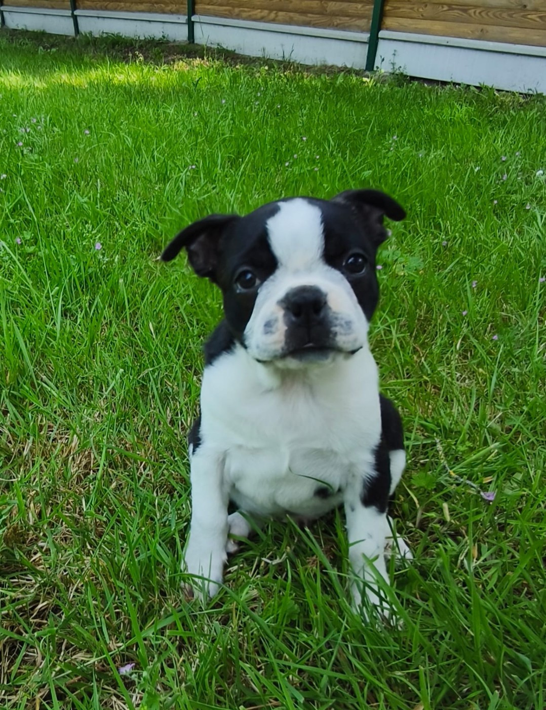 Émilie Minet - Chiots disponibles - Boston Terrier