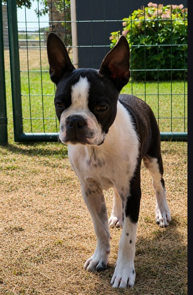 Émilie Minet - Chiots disponibles - Boston Terrier