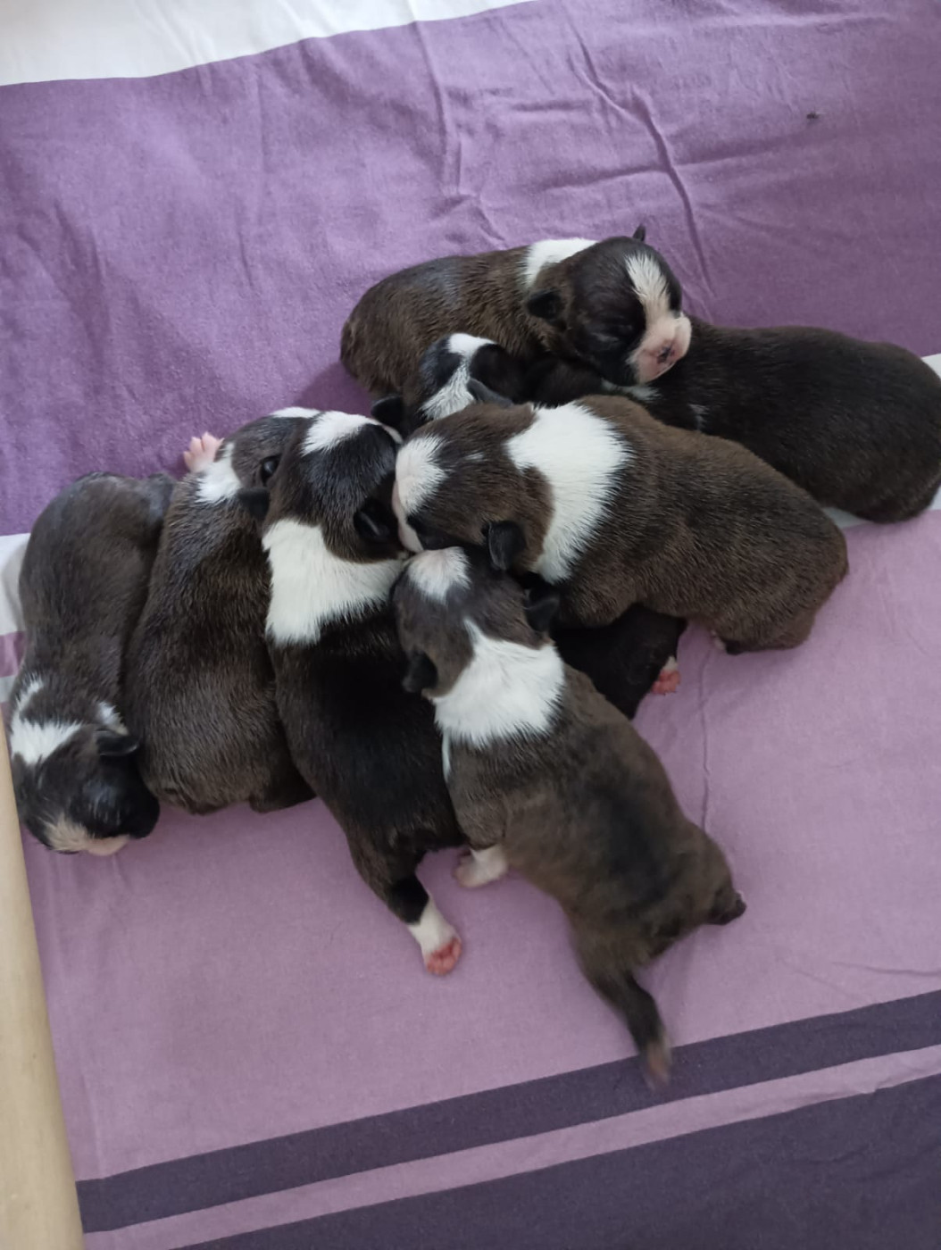 Émilie Minet - Boston Terrier - Portée née le 17/07/2026