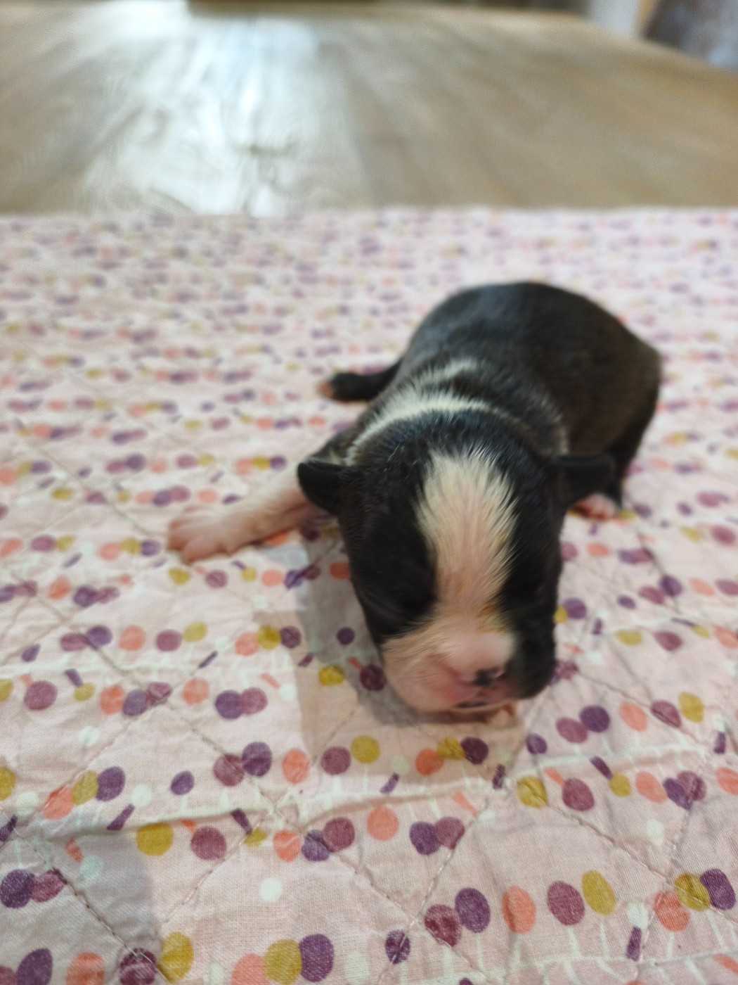 Émilie Minet - Chiots disponibles - Boston Terrier