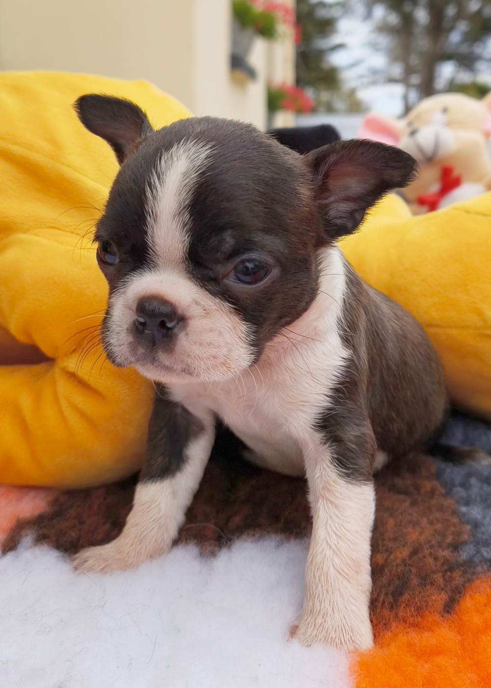 Émilie Minet - Chiots disponibles - Boston Terrier