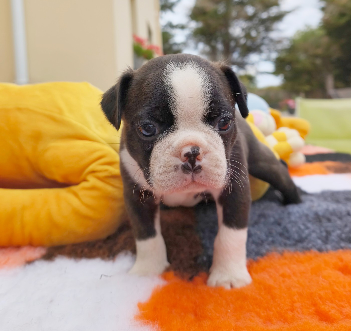 Émilie Minet - Chiots disponibles - Boston Terrier