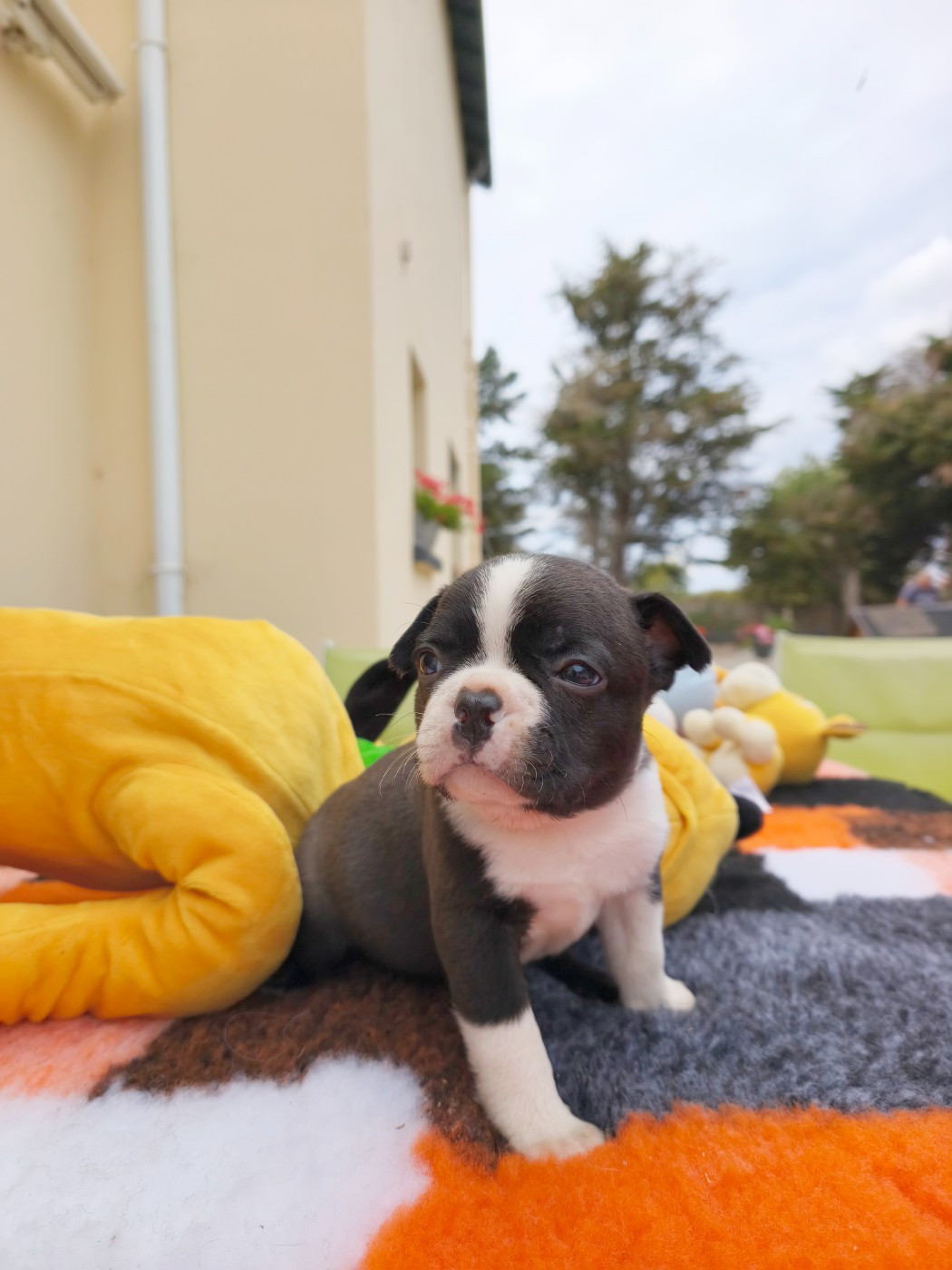 Émilie Minet - Chiots disponibles - Boston Terrier