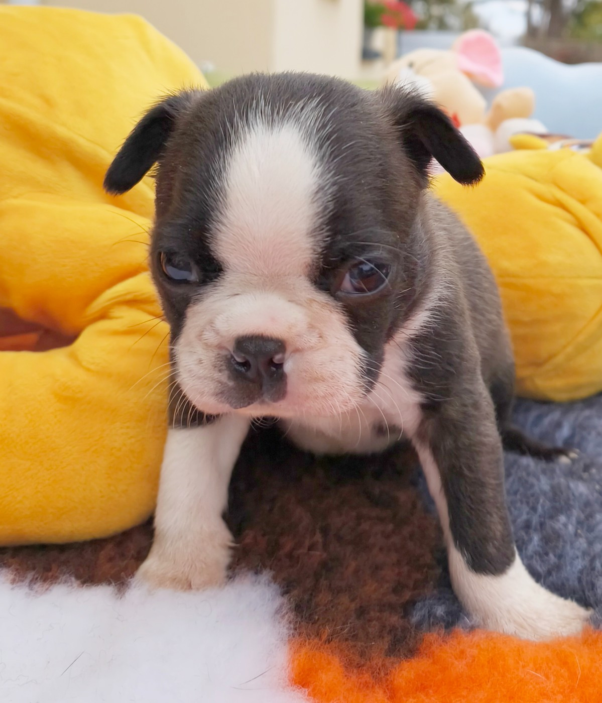 Émilie Minet - Chiots disponibles - Boston Terrier