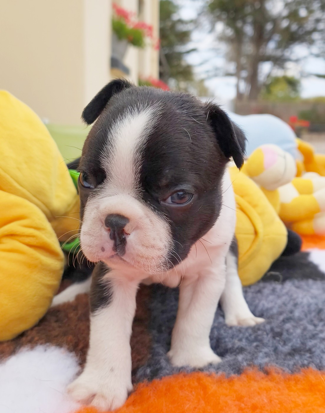 Émilie Minet - Chiots disponibles - Boston Terrier